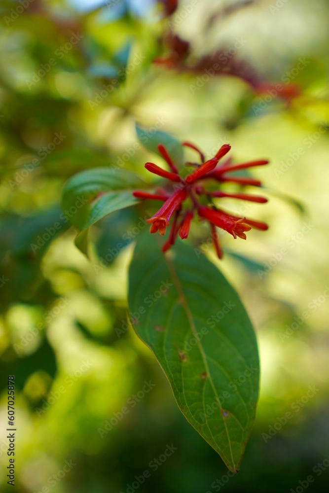 Vertical selective focus closeup of a firebush flower plant