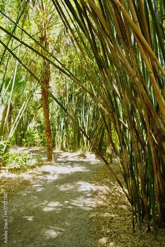 Vertical shot of a path surrounded by bamboo plants