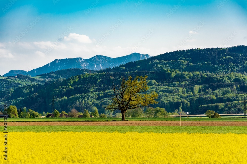 Scenic yellow meadow with a lonely tree and rocky mountains in the background