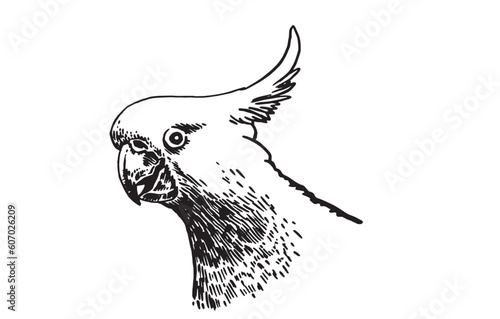 Graphical hand drawn parrot  isolated on white,vector element of bird.Ink pen parrot