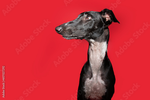 Profile black greyhound looking away with surprised expression face. Isolated on red background
