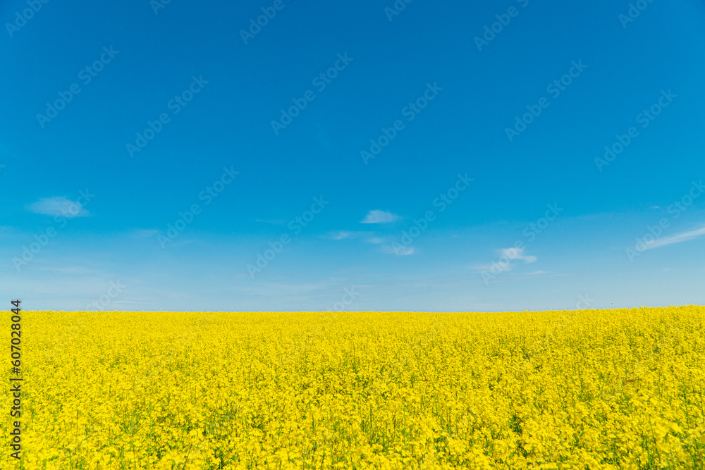 Rape flower field against blue sky