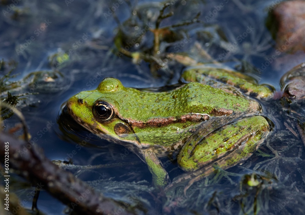 Closeup of a frog sitting in the swamp of the river Closeup of a frog sitting in the swamp of the river