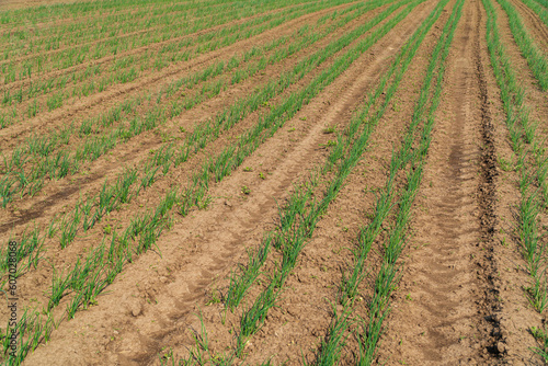 Rows of green onion. Agricultural scene with green onion from the ground. Growing Green Onion