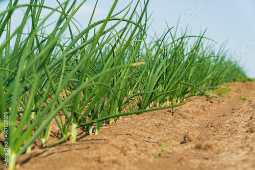 Green onion grows on a farm field. Young Green Onion. Growing Onion. Agricultural scene. Agrarian business. Selective focus