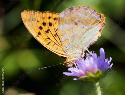 Closeup of a silver-washed fritillary butterfly,on a thistle,in the garden blurred in the background