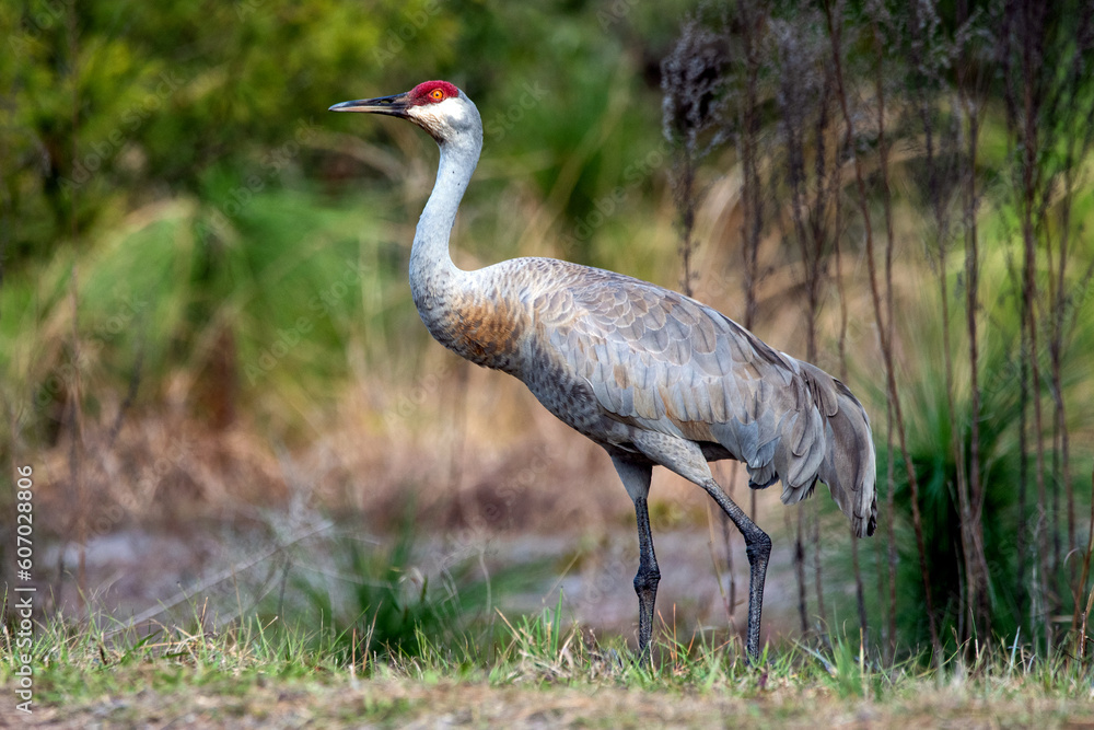 Naklejka premium A wild sandhill crane in a Florida park.