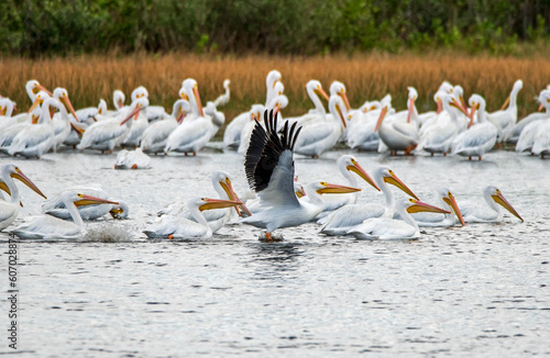 White pelicans at Merritt Island National Wildlife Refuge.