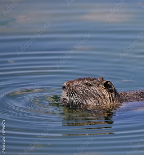Wild beaver in the river of Isar in Bavaria, Germany.