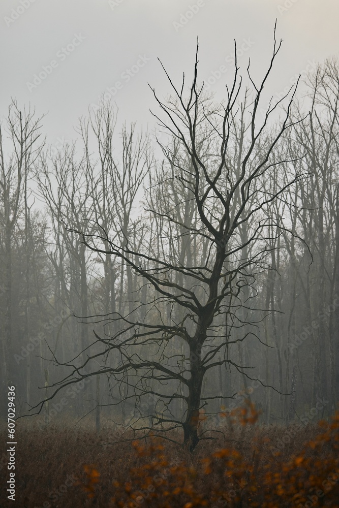 Vertical shot of the leafless tree in the park on a foggy day Vertical shot of the leafless tree in the park on a foggy day