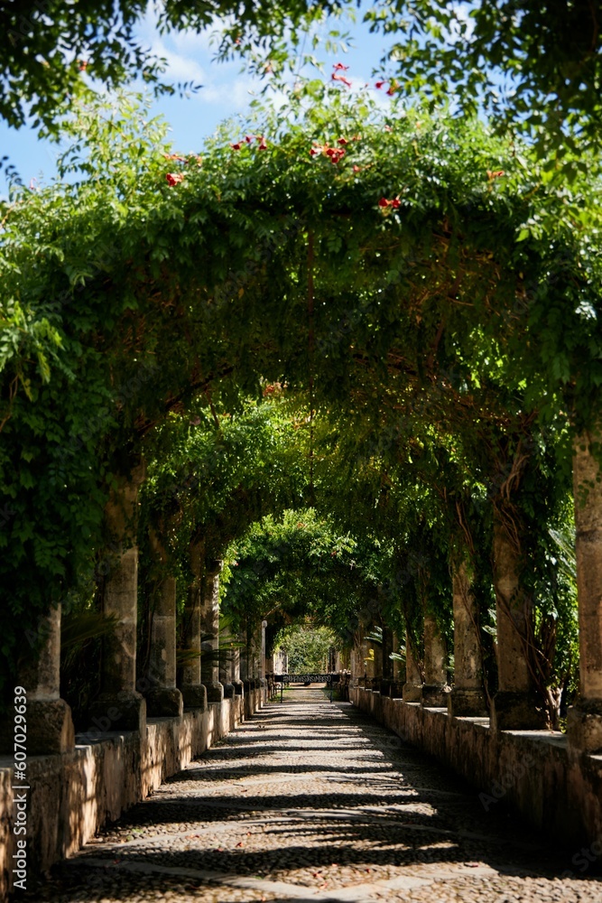 Vertical shot of a way with arch trees ceiling of Jardines de Alfabia in Mallorca, Spain Vertical shot of a way with arch trees ceiling of Jardines de Alfabia in Mallorca, Spain