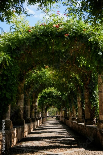 Vertical shot of a way with arch trees ceiling of Jardines de Alfabia in Mallorca, Spain photo