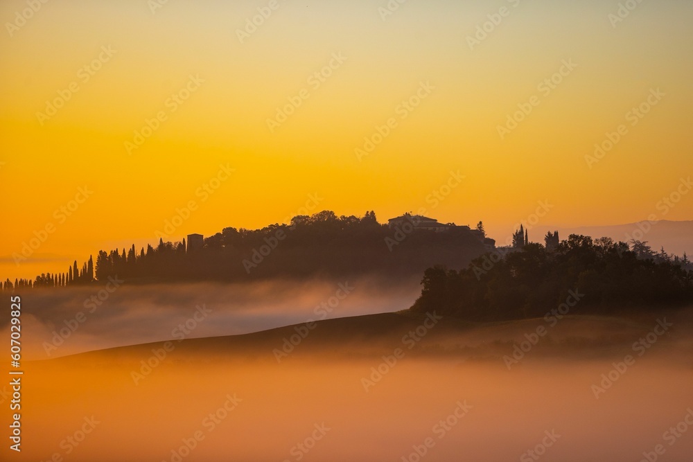 Aerial view of dense trees during sunset