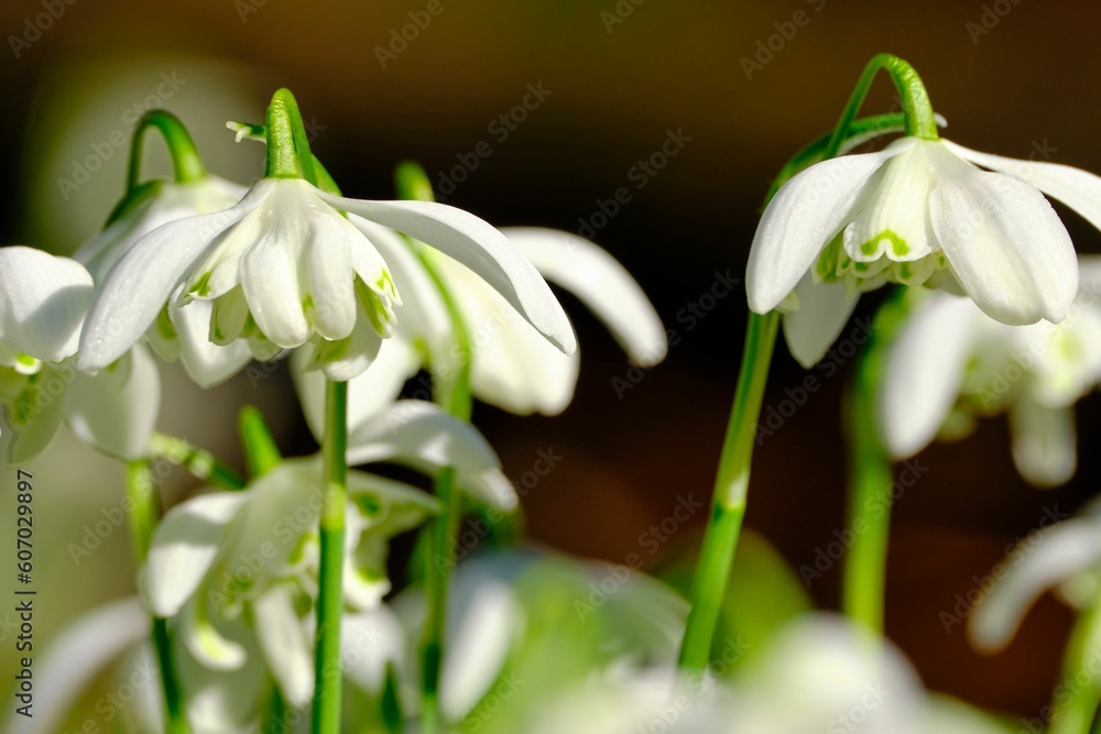 Obraz premium Closeup of snowdrops growing in a field with a blurry background