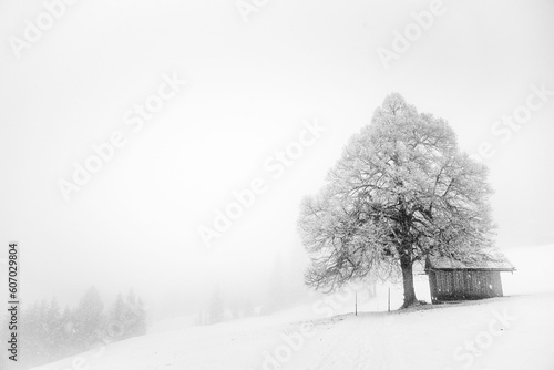 Tree and a shed in a snowy Landscape © Sebastian Schulte/Wirestock Creators