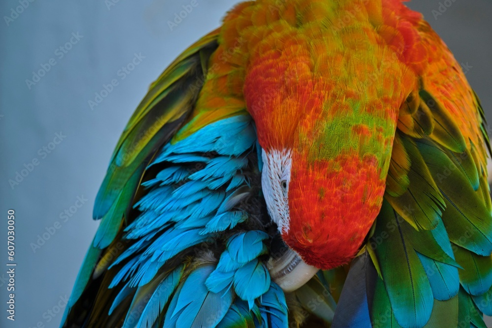 Obraz premium Closeup of an exotic orange-blue macaw parrot on blurry background