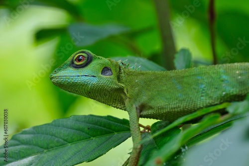 Shallow focus of a green crested lizard (Bronchocela cristatella) on green leaf of plant