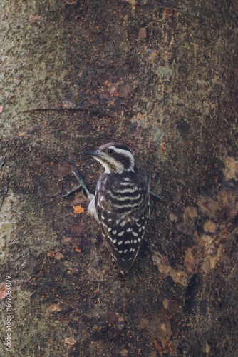 Vertical close-up shot of a Sunda pygmy woodpecker on tree trunk
