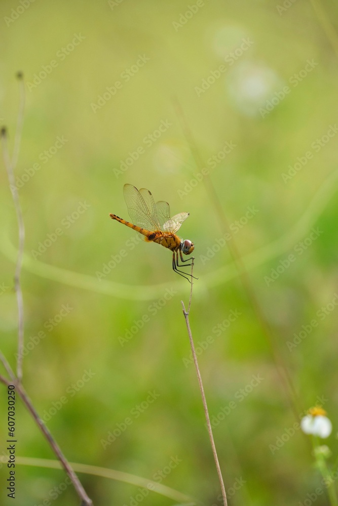 Closeup shot of a flying dragonfly in detail surrounded by greenery Closeup shot of a flying dragonfly in detail surrounded by greenery