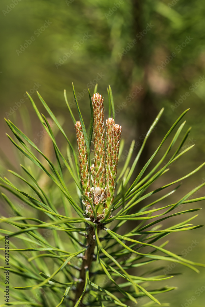 Young shoots of pine tree on blurred background Young shoots of pine tree on blurred background