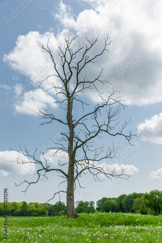 Kahler Baum in einer grünen Wald