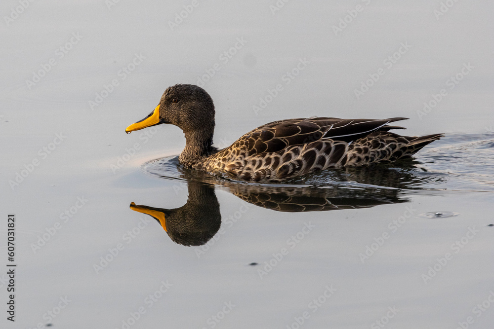 Fototapeta premium Yellow-billed Duck (Geelbekeend) in Rietvlei Nature Reserve