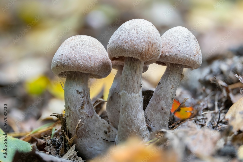 Closeup of some webcap genus mushrooms (Cortinarius sp.) Closeup of some webcap genus mushrooms (Cortinarius sp.)
