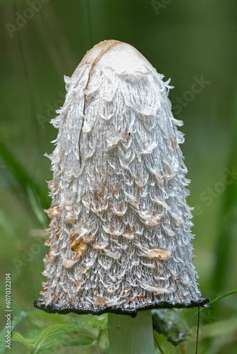 Closeup of a decaying shaggy ink cap mushroom (Coprinus comatus) photo