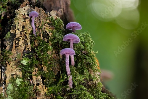 Group of amethyst deceiver mushrooms (laccaria amethystina) photo
