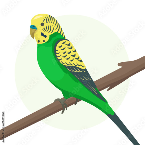 Cute flat vector parrot isolated on white background. Green and yellow small budgerigar sitting on a branch. Talking budgie in profile. Domestic bird