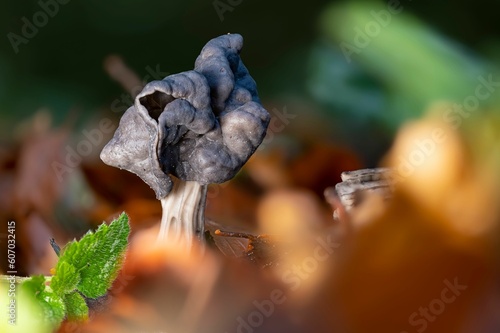 Closeup of a slate grey saddle mushroom (Helvella lacunosa) photo