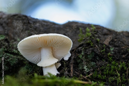 Closeup of a false death cap (Amanita citrina) and its gills