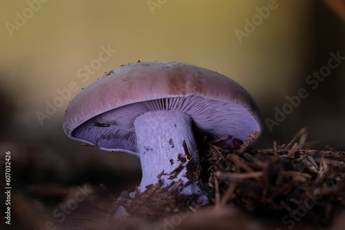 Tableau sur toile Closeup of a wood blewit mushroom (Lepista nuda)