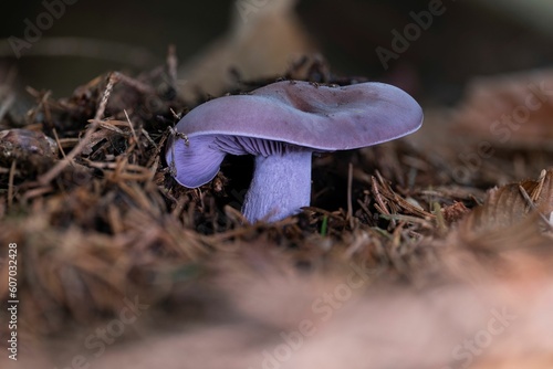 Fényképezés Closeup of a wood blewit mushroom (Lepista nuda)