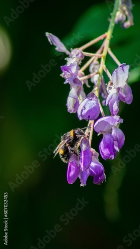 Macro of a bee with pollen on its legs on a flower plant