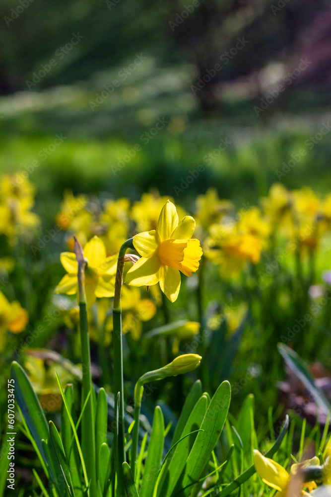 Obraz premium Blooming yellow decorative daffodils. Beautiful floral background. vertical