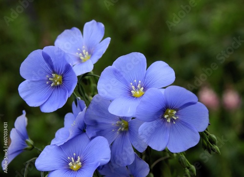 blue flowers of Flax-linum usitatissimum plant close up at spring photo
