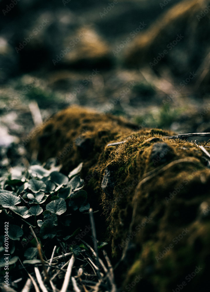 closeup of moss and rock in the forest closeup of moss and rock in the forest