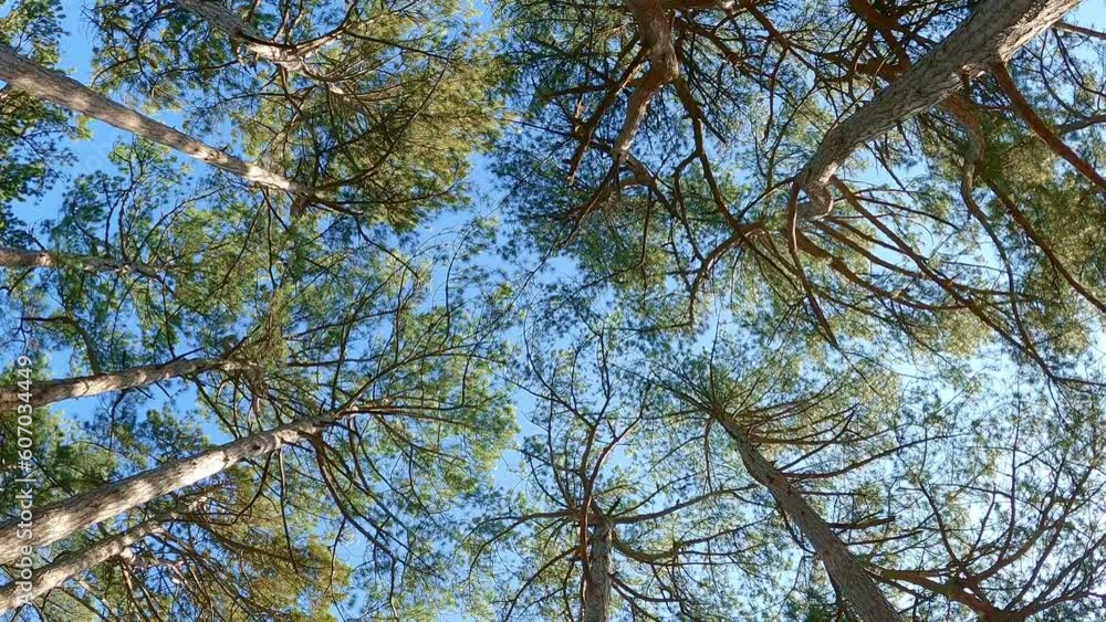 Coniferous autumn forest with pine trees, bottom-up view, slow motion
Coniferous autumn forest with pine trees, bottom-up view, slow motion