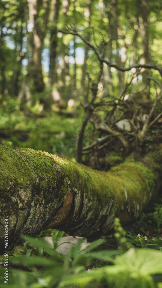Fototapeta premium Old and dead tree covered by moss in the depths of the forest