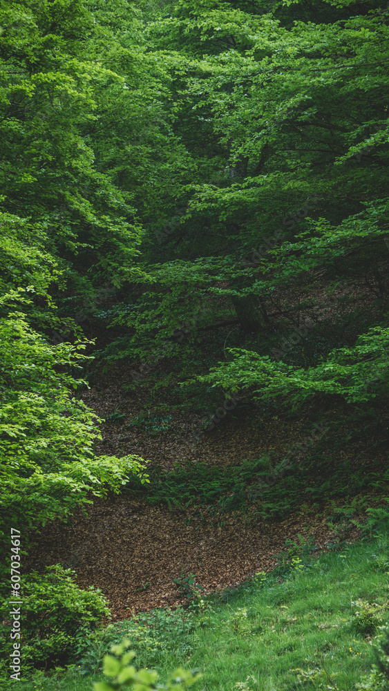 Green and black forest transmitting a sensation of fear and loneliness Green and black forest transmitting a sensation of fear and loneliness