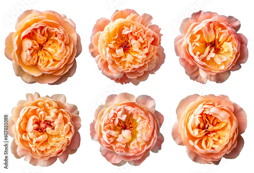 Fototapeta Naklejka Na Ścianę i Meble -  Assorted peach orange peony flower heads on transparent PNG background. Generative AI.	