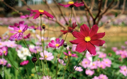 Beautiful floral scene, a shallow focus of delicate pink Garden Cosmos captured in a flower field © 佳 文/Wirestock Creators