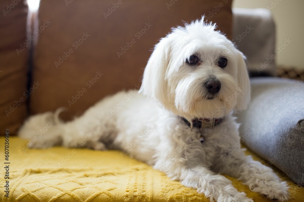 Closeup of cute white fluffy Maltese dog with collar sitting on sofa Closeup of cute white fluffy Maltese dog with collar sitting on sofa