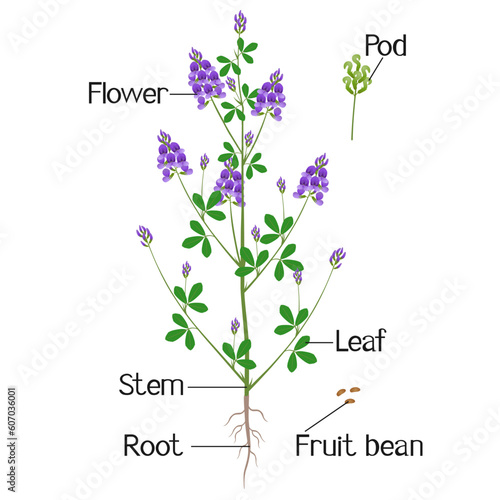 Parts of alfalfa plant on a white background.