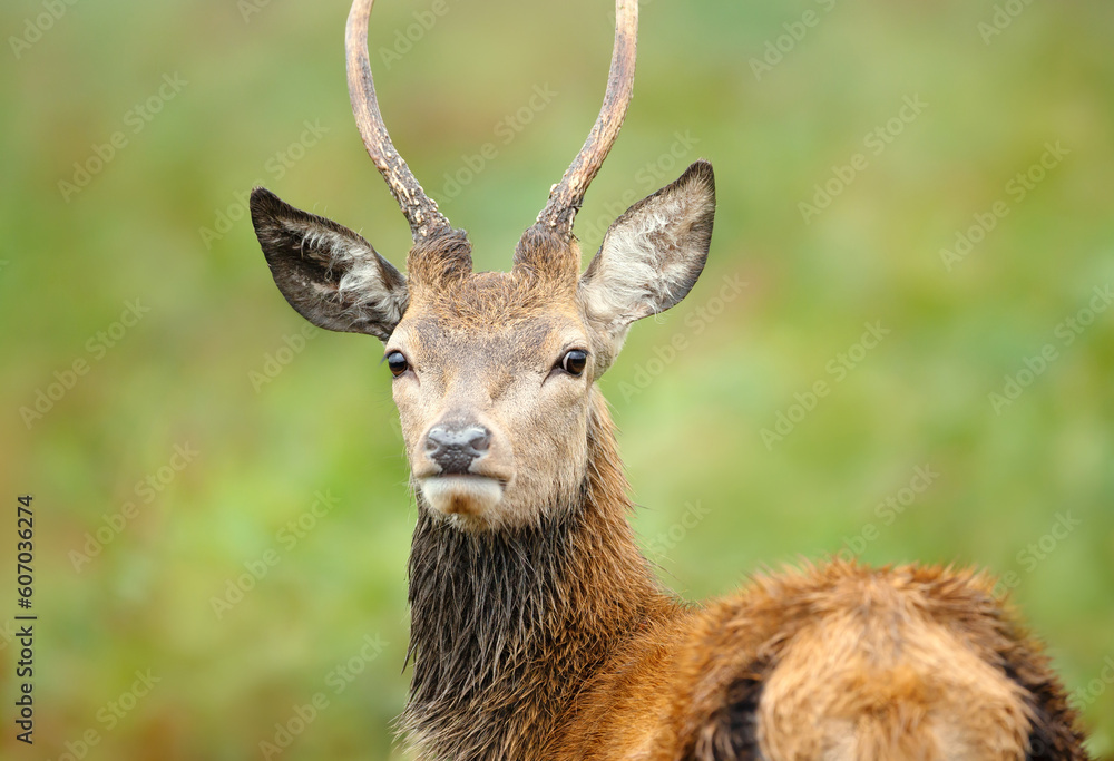 Portrait of a young Red Deer stag
