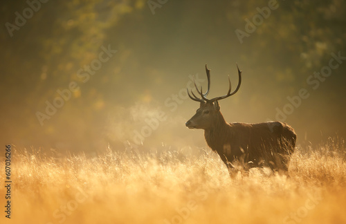 Red Deer stag during rutting season at sunrise © giedriius