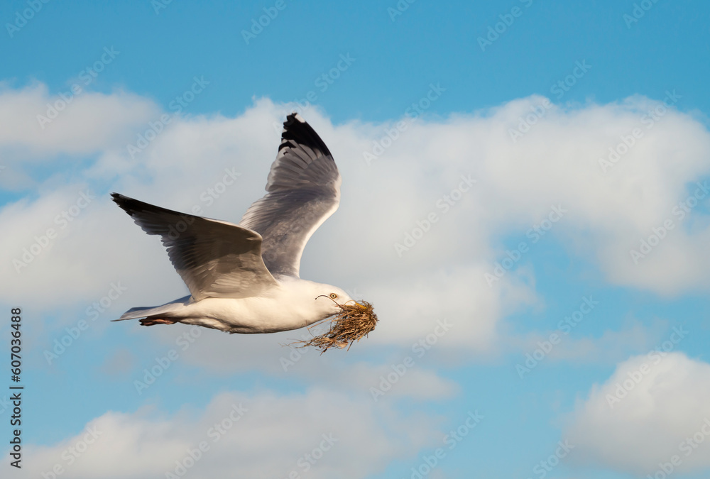 Fototapeta premium European herring gull in flight with nesting material against blue cloudy sky