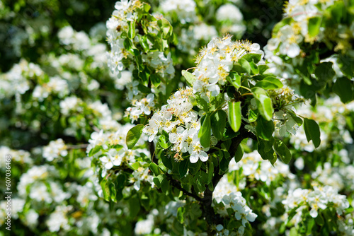 kwitnąca śliwka wiśniowa, flowering cherry plum