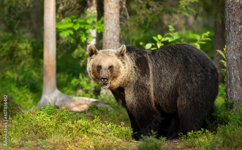 Close-up of Eurasian Brown bear in a forest